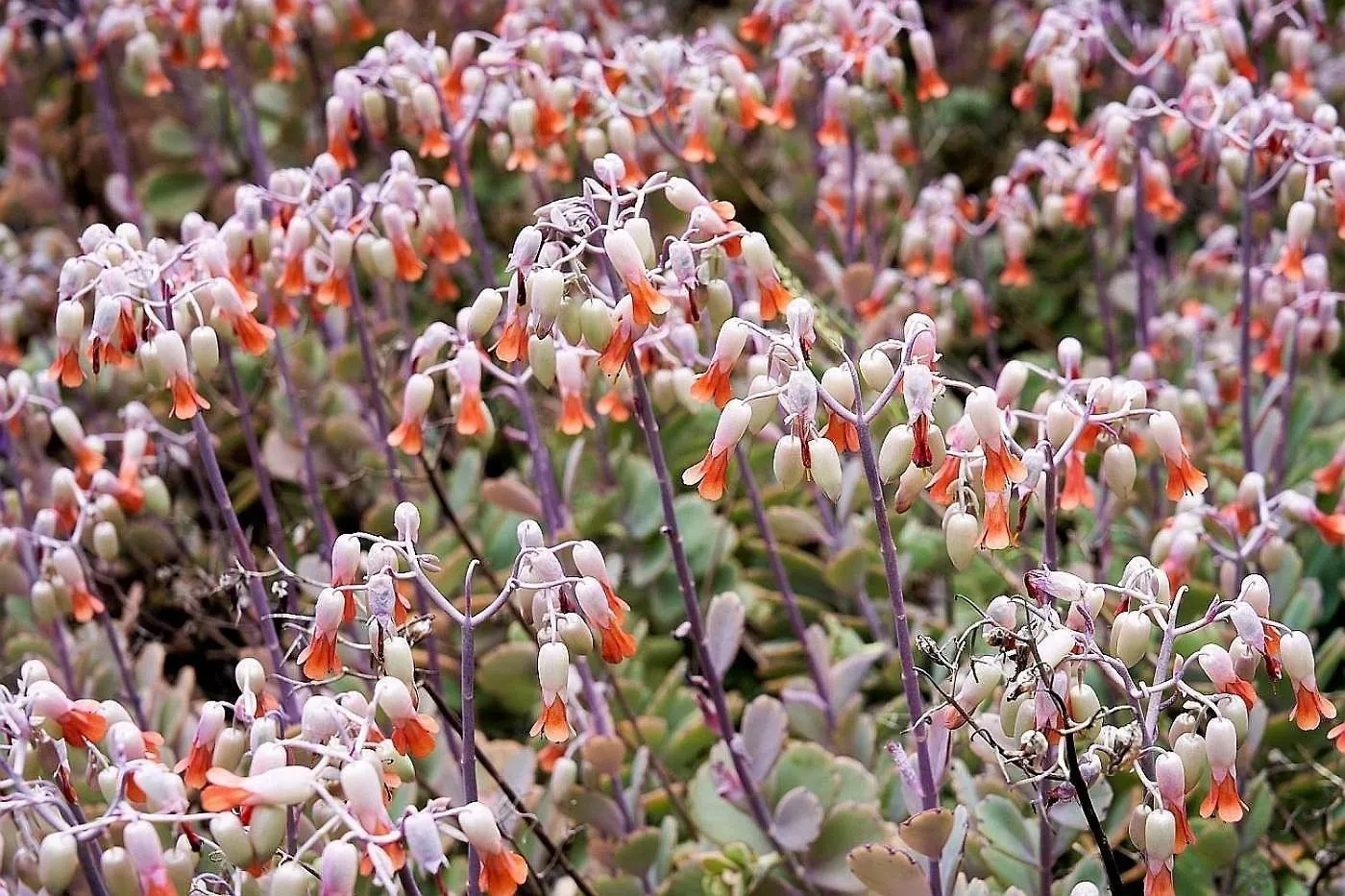 Finca Del Sur Las Indias 度假居