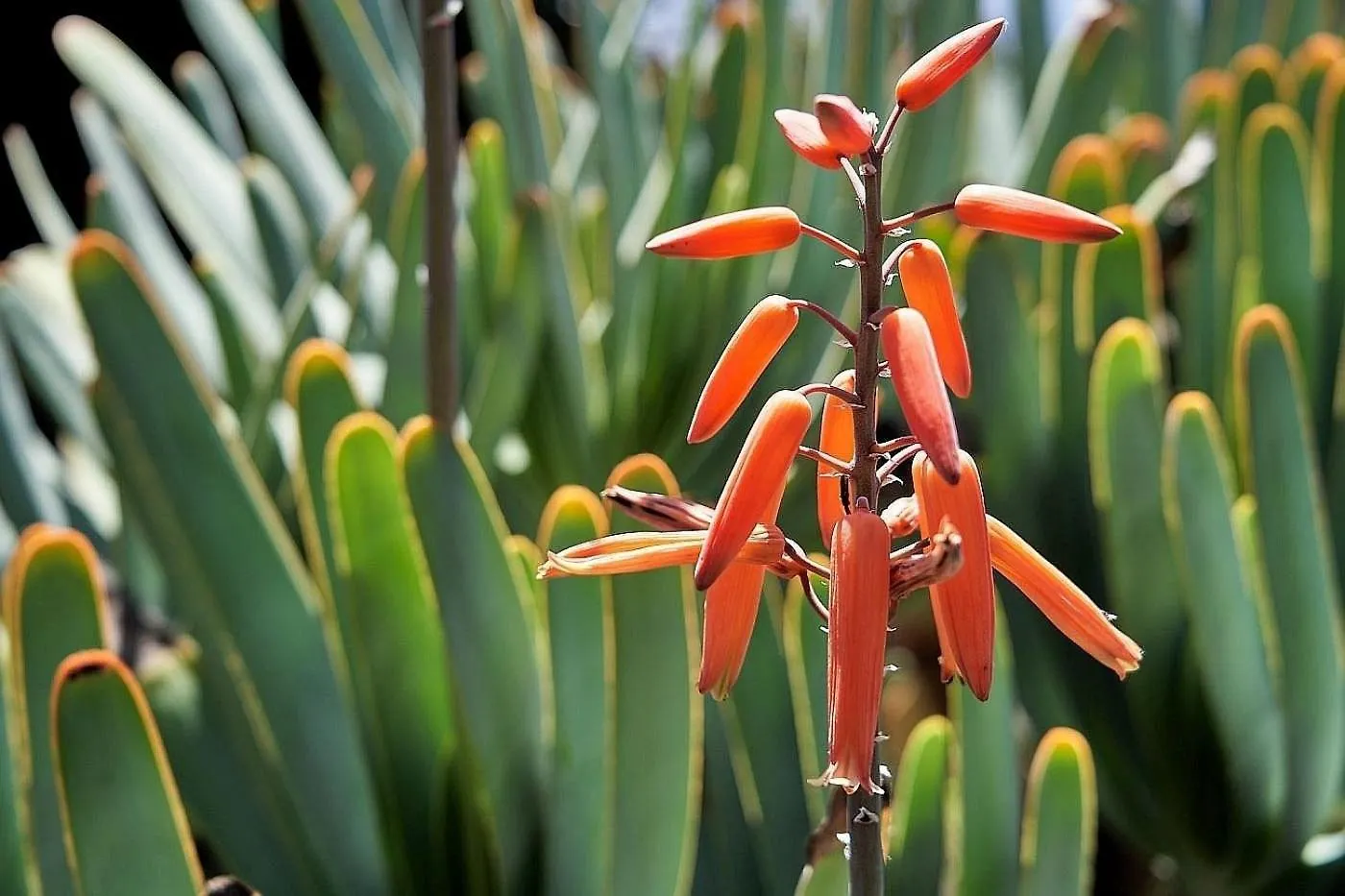 Finca Del Sur Las Indias 西班牙